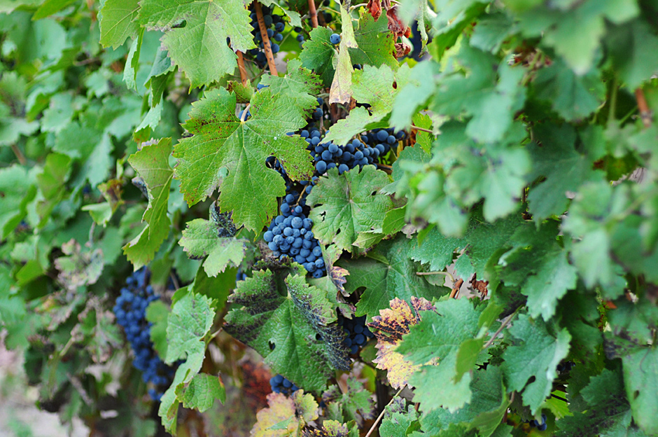 Bodega Don Arturo2