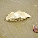 Rare sea shell called sanddollar