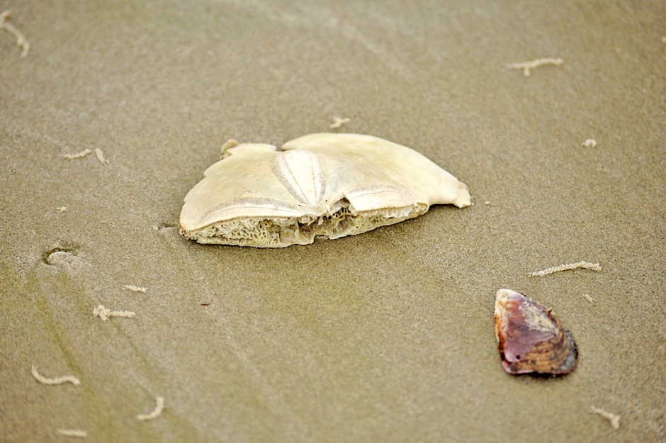 Rare sea shell called sanddollar