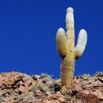 Lonely cactus