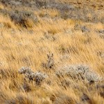 Pampa