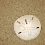 Rare sea shell called sanddollar
