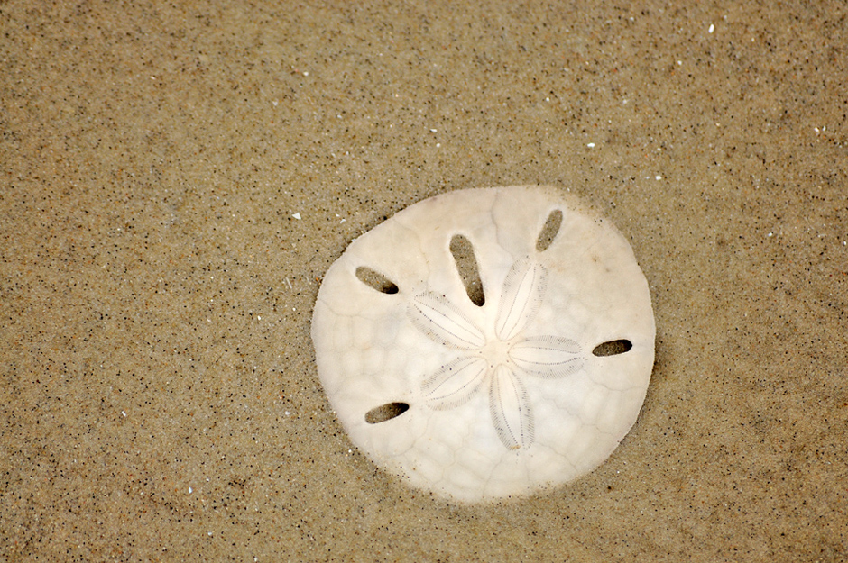 Rare sea shell called sanddollar