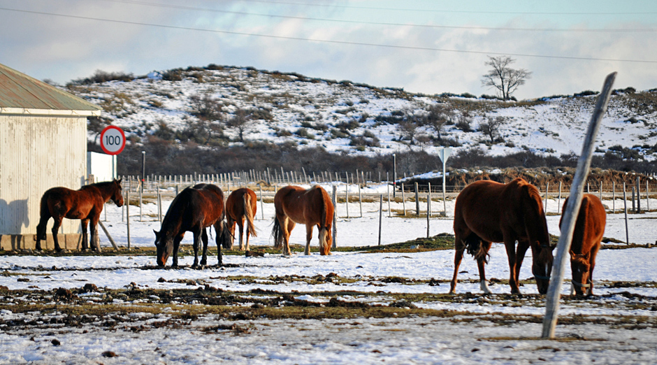 Winter at the border Argentina  Chile in Patagonia