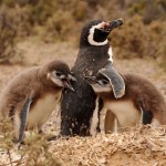 Penguin family in Punta Tombo