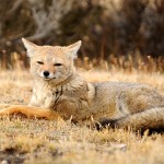 Patagonian fox