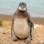 Penguin baby