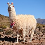 La Llama que llama