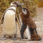 Penguin love