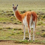 Curious Guanaco