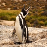 Screaming Penguin