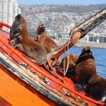Valparaiso - sea lions