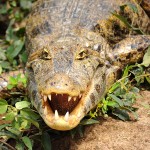 Croco - Rurrenabaque, Bolivia