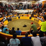 Chicken fight, north Peru