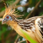 Beautiful bird - Rurrenabaque, Bolivia