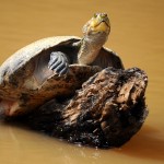 Turtle - Rurrenabaque, Bolivia