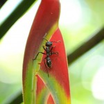 Giant ant
