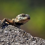 Eidechse // lizard // legarto